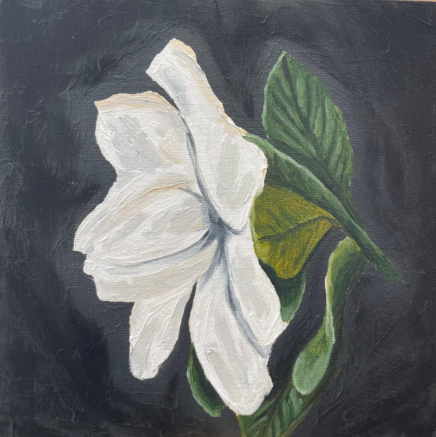 Gardenia